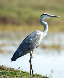 Bharatpur Bird Sanctuary