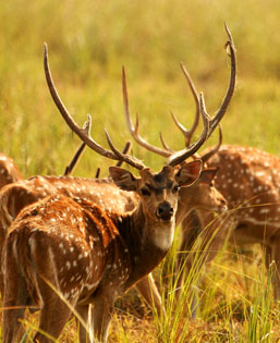 Deer - Corbett National Park