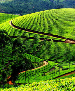 Munnar