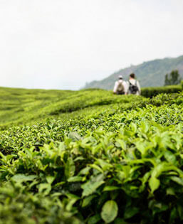 tea plantations