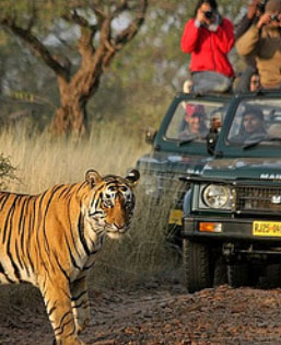 Ranthambore wildlife Sanctuary