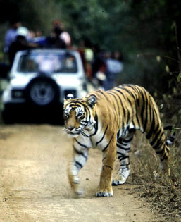 Ranthambore national park