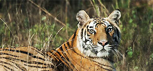 Bandhavgarh