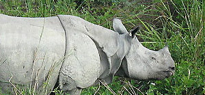 Kaziranga